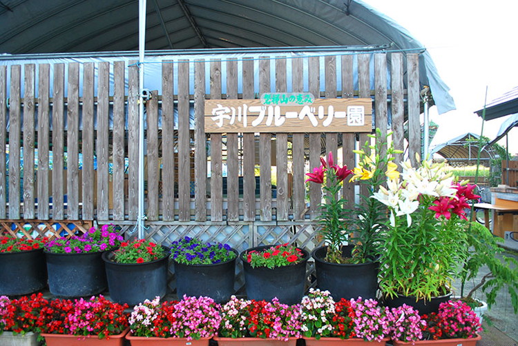 [2025年先行予約］ぶどう シャインマスカット・BKシードレス 詰合せ 種なし 各1房 合計約1kg以上 猪苗代 福島 予約 [№5771-1302] ※2025年9月中旬頃より順次発送予定