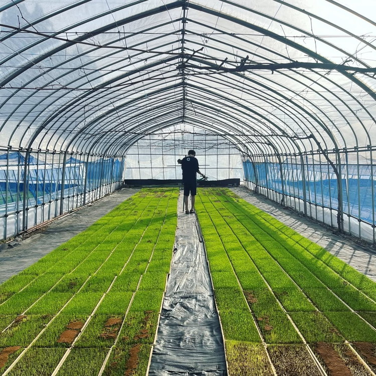 【定期便 6回】【令和7年度産 新米予約】 米 天のつぶ 12kg(2kg×6回) 白米 精米 ※2025年11月下旬頃より順次発送予定 ※沖縄・離島への配送不可