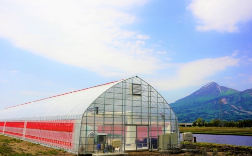 いちご狩り 1年中 「道の駅前 猪苗代 いちご園」 こども1名チケット（4歳〜小学生） ｜ 苺 通年 猪苗代・会津地域