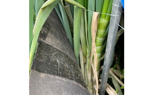 ごはんのお供セット 軟白ねぎのねぎ味噌とねぎ味噌にんにく ※沖縄・離島への配送不可