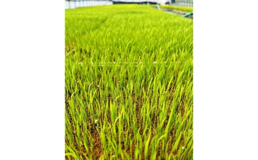 【令和7年度産 新米予約】 米 コシヒカリ 10kg(10kg×1袋) 白米 精米 ※2025年11月下旬頃より順次発送予定 ※沖縄・離島への配送不可