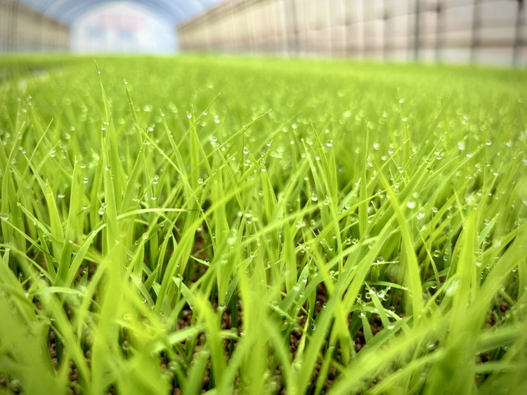 【令和7年度産】 つちや農園 猪苗代町産 特別栽培米コシヒカリ 10kg（精米）| お米 米 こしひかり