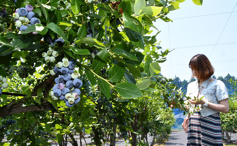 [2025年先行予約］ブルーベリー ブルーベリージャム＆ブルーベリージュースセット ミネラル栽培 中嶋農法 稲苗代町産 自家製栽培 セット ※2025年9月中旬頃より順次発送予定