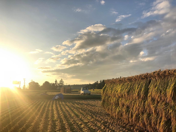 どすこい麺（グルテンフリーなお米めん）玄米アソート20個セット