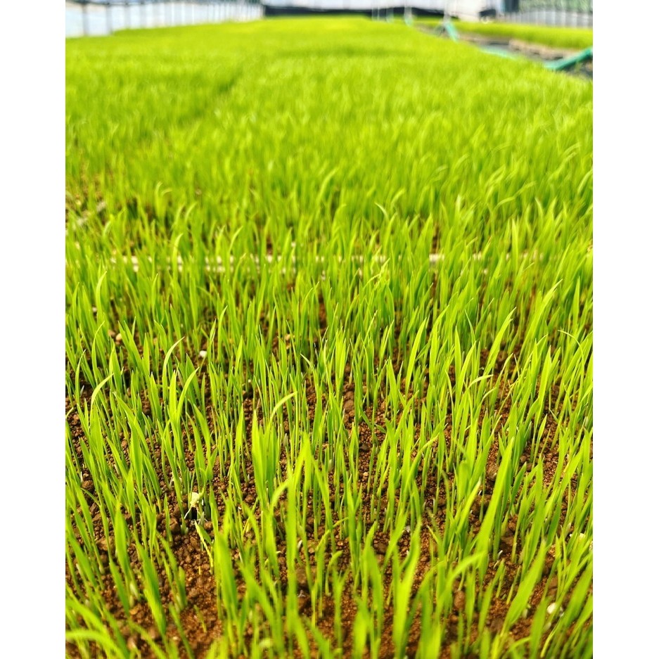 【令和7年度産 新米予約】 米 天のつぶ 2kg 白米 精米 ※2025年11月下旬頃より順次発送予定 ※沖縄・離島への配送不可