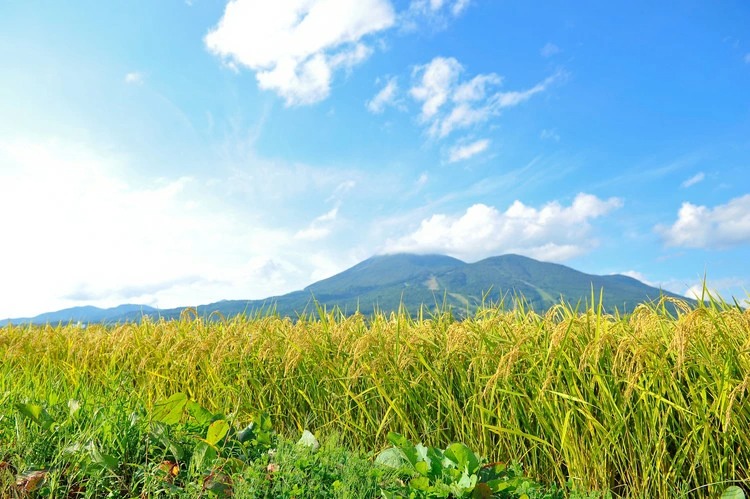 【令和7年度産】 つちや農園 猪苗代町産 玄米 特別栽培米コシヒカリ 10kg（玄米）| お米 米 こしひかり
