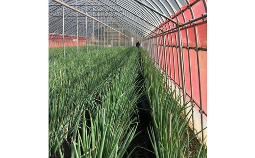 ごはんのお供セット 軟白ねぎのねぎ味噌とねぎ味噌にんにく ※沖縄・離島への配送不可