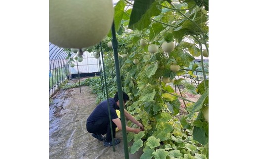 「ころたん」メロン 3kg 2～3個 ※沖縄・離島への配送不可 ※2025年8月上旬～10月中旬頃に順次発送予定