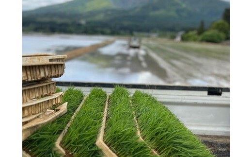 【令和7年度産 新米予約】 米 コシヒカリ 5kg 白米 精米 ※2025年11月下旬頃より順次発送予定 ※沖縄・離島への配送不可