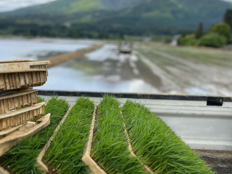 【令和7年度産 新米予約】 米 里山のつぶ 2kg 白米 精米 ※2025年11月下旬頃より順次発送予定 ※沖縄・離島への配送不可