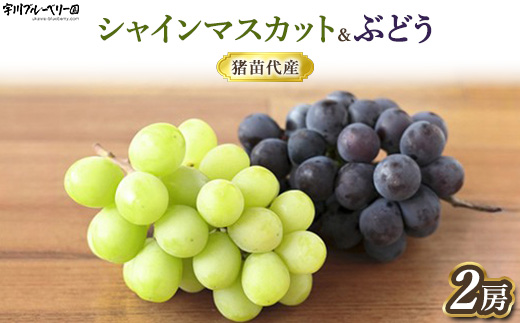 [2025年先行予約］ぶどう シャインマスカット・BKシードレス 詰合せ 種なし 各1房 合計約1kg以上 猪苗代 福島 予約 [№5771-1302] ※2025年9月中旬頃より順次発送予定