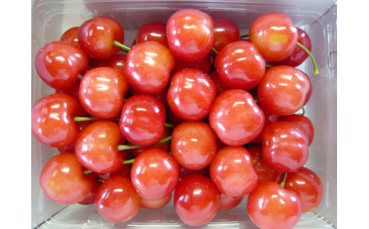 16-P　相良農場　さくらんぼ（佐藤錦）500g 化粧箱入り ｜福島県産 サクランボ　※2025年6月中旬～6月下旬頃発送予定