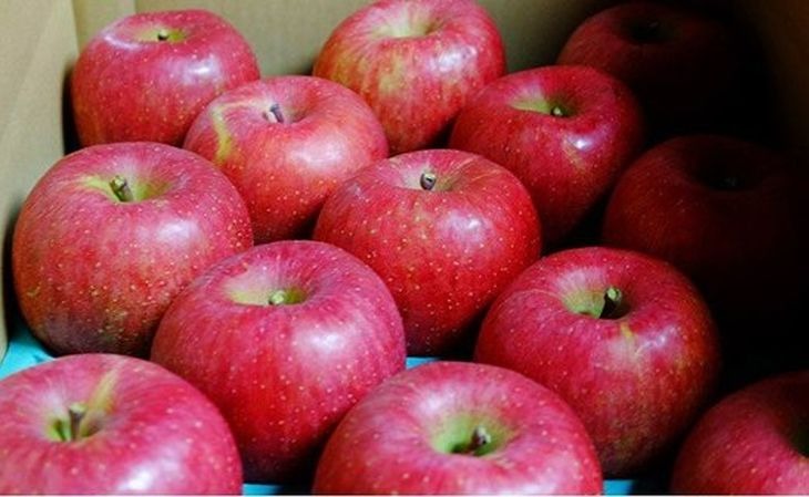 17-A　[予約開始！]　荒明果樹園　人生をかけた、極上りんご（サンふじ）5kg（一段詰め）｜ りんご リンゴ 林檎 果物 くだもの フルーツ 福島県 会津坂下町 ※2025年11月末頃より順次発送予定