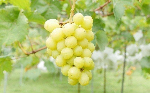 17-H　[予約開始！]　荒明果樹園　人生をかけた、極上ぶどう（シャインマスカット）1.2kg以上（2～3房） ※2025年10月中旬頃より順次発送予定