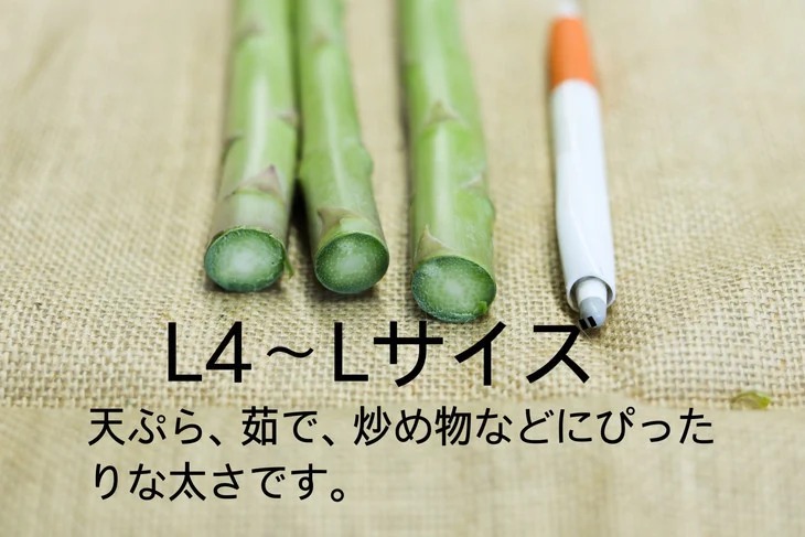 26-A 鮮度抜群！佐瀬農園のグリーンアスパラガス ※2026年4月中旬～9月上旬頃に順次発送予定