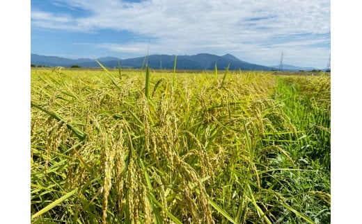 36-A （株）T.Farming　玉のコシ（玉川さんちのコシヒカリ）（令和7年産米）会津坂下産コシヒカリ　白米10kg×1袋　※沖縄・離島への配送不可　※2025年10月中旬頃より順次発送予定