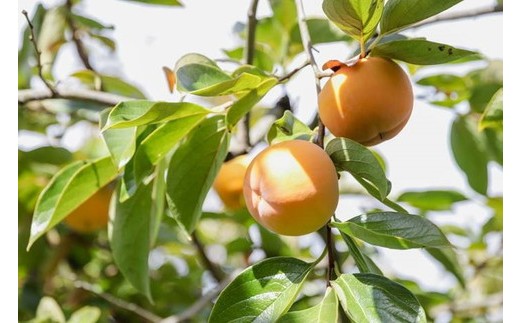 61-B しろべこ農園の会津みしらず柿 3Lサイズ12個入り ※2025年11月下旬～12月下旬頃に順次発送予定