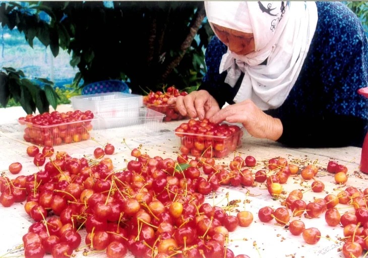 45-A 会津坂下産 さくらんぼ（佐藤錦）｜ 700g 3Lサイズ 冷蔵便 サクランボ 佐藤農園 化粧箱　※2025年6月下旬頃～7月上旬頃に順次発送