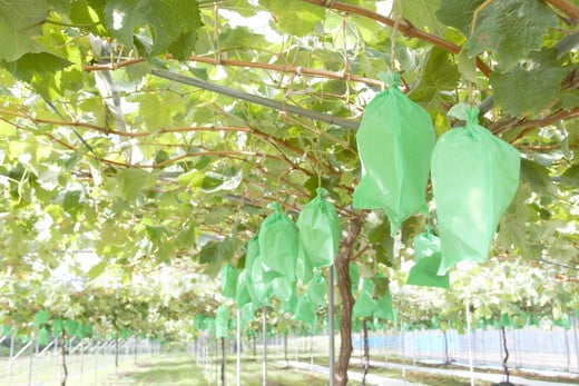 【予約開始】 完熟シャインマスカット 650 ~ 750g 2房 （会津里山農園）47-B ｜ 福島 ぶどう 皮ごと 種なし シャインマスカット 先行予約 ※2025年10月上旬頃～中旬頃に順次発送