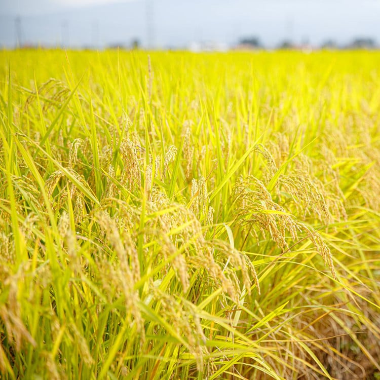 51-F 会津坂下町産 有機JAS認証済 有機栽培米コシヒカリ 10kg(5kgx2) 玄米 FARMiliarほり の 「もぉ～うん米」〇｜米 こめ コメ 玄米 10kg コシヒカリ