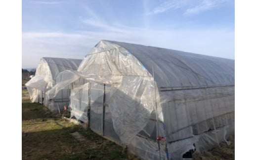 60-B アスパラガスLサイズ1kg（約30～35本）※2026年4月下旬～9月上旬頃に順次発送予定