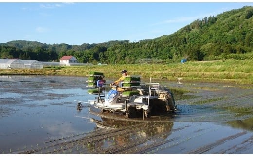 3-M　コシヒカリ 白米 会津 5kg 4袋 計20kg 令和7年産米 ｜ 減農薬 特別栽培米 米 お米 藤川農産 ※2025年10月上旬頃より順次発送予定