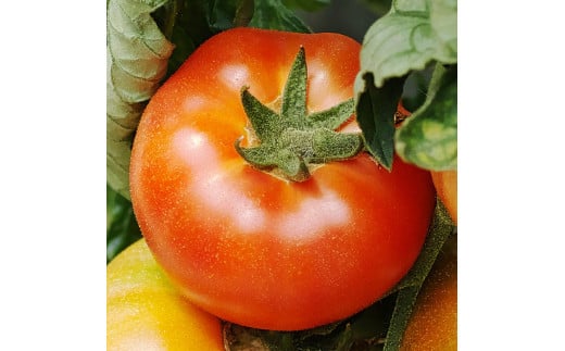 【月2回定期便】15-M　フローライシダ　会津薬師トマト　4kg×2箱（14・16・18・20ケ入　玉数お任せ）　※沖縄・離島への配送不可