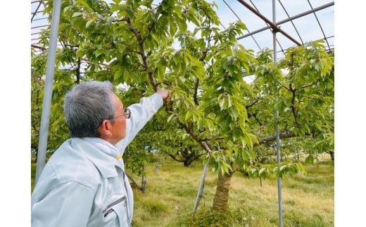 16-P　相良農場　さくらんぼ（佐藤錦）500g 化粧箱入り ｜福島県産 サクランボ　※2025年6月中旬～6月下旬頃発送予定