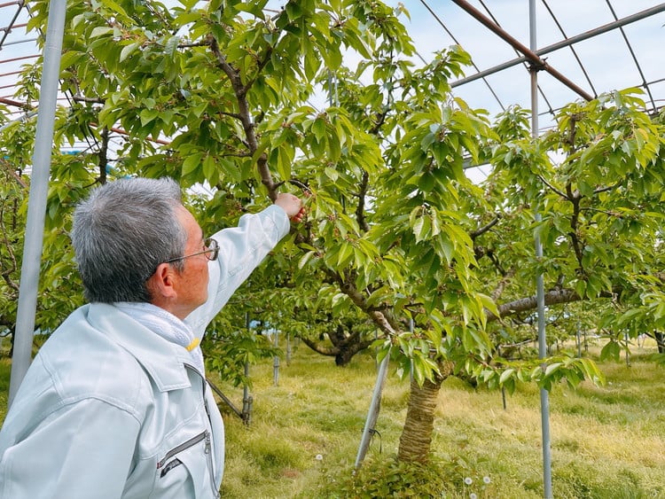 16-Q　相良農場　さくらんぼ（佐藤錦）1kg 化粧箱入り ｜福島県産 サクランボ　※2025年6月中旬～6月下旬頃発送予定