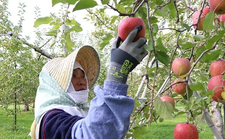 17-A　[予約開始！]　荒明果樹園　人生をかけた、極上りんご（サンふじ）5kg（一段詰め）｜ りんご リンゴ 林檎 果物 くだもの フルーツ 福島県 会津坂下町 ※2025年11月末頃より順次発送予定