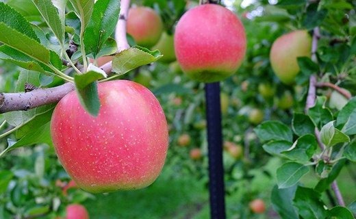 17-G　[予約開始！]　荒明果樹園　人生をかけた、極上りんご（陽光）5kg（一段詰め）｜ りんご リンゴ 林檎 果物 くだもの フルーツ 福島県 会津坂下町 ※2025年10月中旬頃より順次発送予定