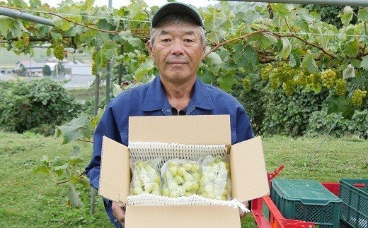 17-H　[予約開始！]　荒明果樹園　人生をかけた、極上ぶどう（シャインマスカット）1.2kg以上（2～3房） ※2025年10月中旬頃より順次発送予定