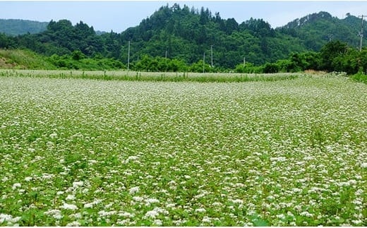 更科そば 1500g 約7～8人前 加藤そば道場 手打ち 生そば そば 蕎麦 麺類 加藤そば道場 究極の手打ち生そば ※東北・関東のみ 19-A