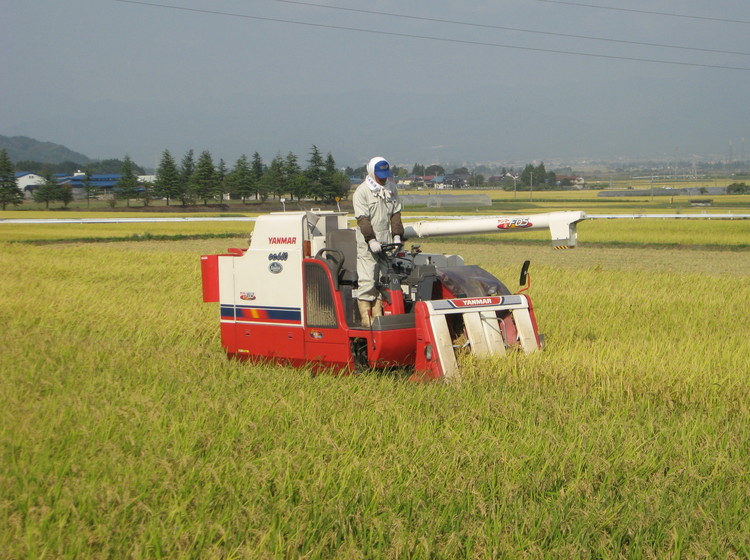22-B 会津坂下町産 ササニシキ 10kg（5kg×2） ※2025年10月上旬頃より順次発送予定