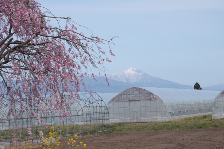 26-B 特選！アスパラガス1kg（2L～3L)サイズ ※2026年4月中旬～5月中旬頃に順次発送予定