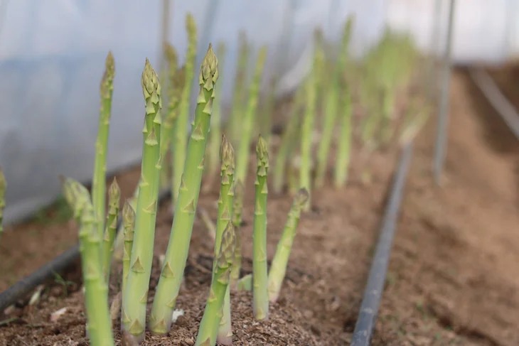 26-A 鮮度抜群！佐瀬農園のグリーンアスパラガス ※2026年4月中旬～9月上旬頃に順次発送予定