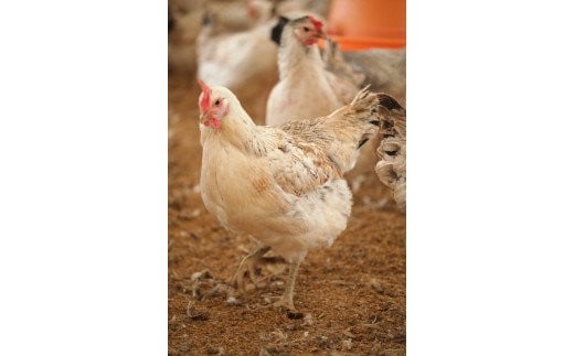 33-C　会津地鶏の卵３０個、会津地鶏のくん製玉子８個セット※沖縄・離島への発送不可 ※2023年11月頃より順次発送予定