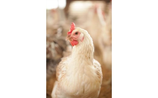 33-D　【定期便】会津地鶏の卵　生卵３０個、会津地鶏のくん製玉子８個セット×６か月※沖縄・離島への配送不可 ※2023年11月頃より順次発送予定