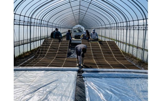 36-A （株）T.Farming　玉のコシ（玉川さんちのコシヒカリ）（令和7年産米）会津坂下産コシヒカリ　白米10kg×1袋　※沖縄・離島への配送不可　※2025年10月中旬頃より順次発送予定