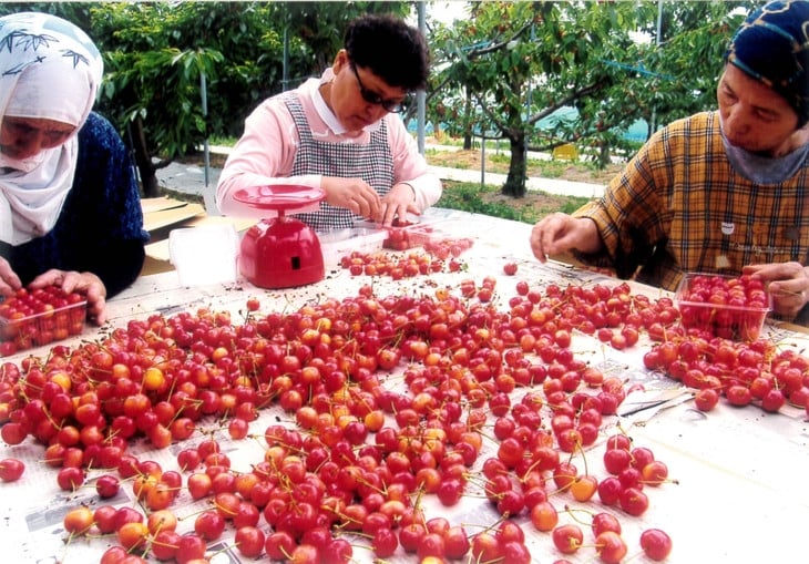 45-A 会津坂下産 さくらんぼ（佐藤錦）｜ 700g 3Lサイズ 冷蔵便 サクランボ 佐藤農園 化粧箱　※2025年6月下旬頃～7月上旬頃に順次発送