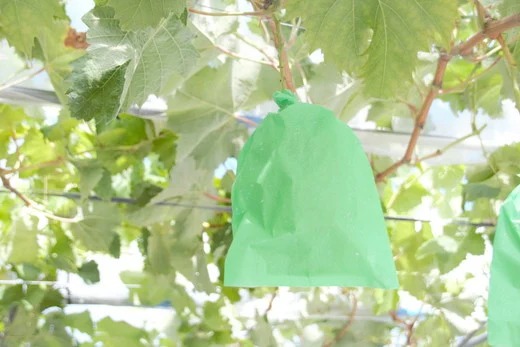 【予約開始】 完熟シャインマスカット 650 ~ 750g 2房 （会津里山農園）47-B ｜ 福島 ぶどう 皮ごと 種なし シャインマスカット 先行予約 ※2025年10月上旬頃～中旬頃に順次発送