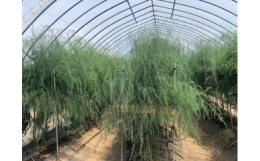 60-B アスパラガスLサイズ1kg（約30～35本）※2026年4月下旬～9月上旬頃に順次発送予定