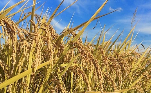 3-J　里山のつぶ玄米30kg 令和7年産 特別栽培米 ｜ 福島県会津坂下町オリジナルの玄米。米の一粒一粒が大きく、しっかりした食感、適度なもちもち感と甘みのあるお米です。 ※2025年9月下旬頃より順次発送予定