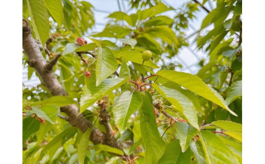 16-P　相良農場　さくらんぼ（佐藤錦）500g 化粧箱入り ｜福島県産 サクランボ　※2025年6月中旬～6月下旬頃発送予定
