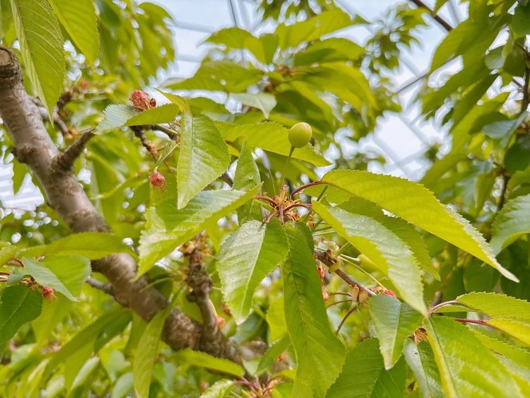 16-Q　相良農場　さくらんぼ（佐藤錦）1kg 化粧箱入り ｜福島県産 サクランボ　※2025年6月中旬～6月下旬頃発送予定