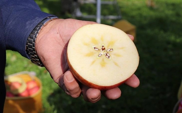 17-B　[予約開始！]　荒明果樹園　人生をかけた、極上りんご（サンふじ）10kg（二段詰め）｜ りんご リンゴ 林檎 果物 くだもの フルーツ 福島県 会津坂下町 ※2025年11月末頃から順次発送予定