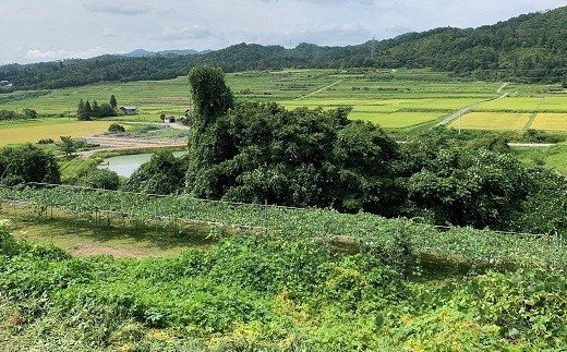 17-H　[予約開始！]　荒明果樹園　人生をかけた、極上ぶどう（シャインマスカット）1.2kg以上（2～3房） ※2025年10月中旬頃より順次発送予定