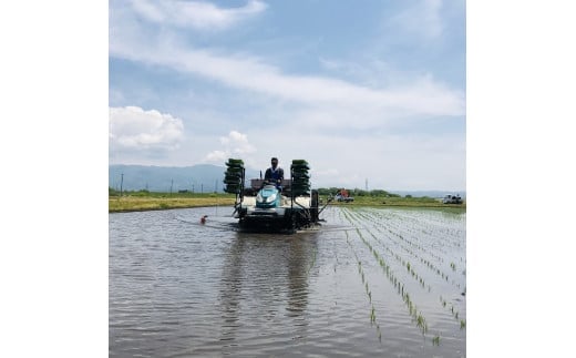 36-A （株）T.Farming　玉のコシ（玉川さんちのコシヒカリ）（令和7年産米）会津坂下産コシヒカリ　白米10kg×1袋　※沖縄・離島への配送不可　※2025年10月中旬頃より順次発送予定