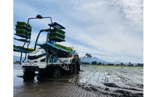 36-C　T.Farming　こがねもち（令和7年産米）会津坂下産もち米　10kg（5kg×2袋）｜ 福島県 会津坂下町発の「こがねもち」は、粘りとコシのある国産の単一米です。お赤飯やお餅、おこわに最適です。　※沖縄・離島への配送不可