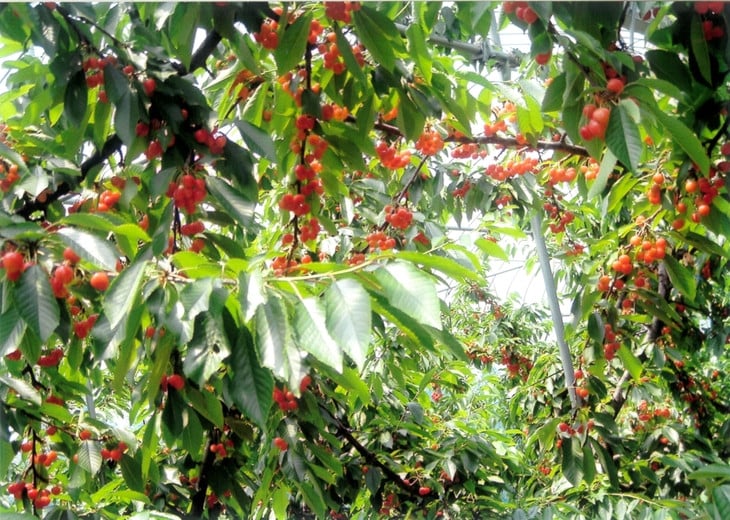 45-A 会津坂下産 さくらんぼ（佐藤錦）｜ 700g 3Lサイズ 冷蔵便 サクランボ 佐藤農園 化粧箱　※2025年6月下旬頃～7月上旬頃に順次発送